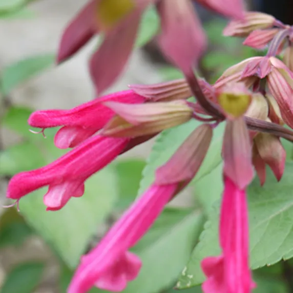 Image Credit: Plants for Europe Ltd