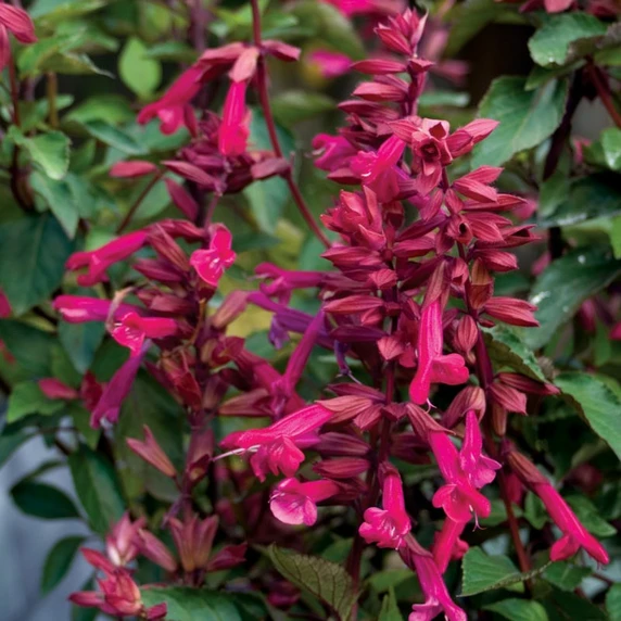 Image Credit: Plants for Europe Ltd