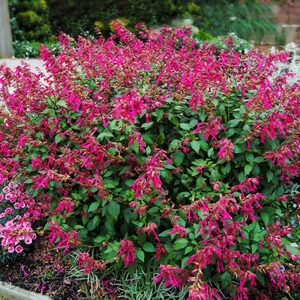 Image Credit: Plants for Europe Ltd