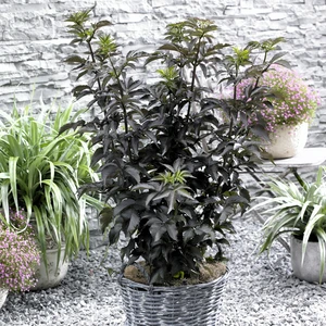 Picture Credit - Plantipp BV