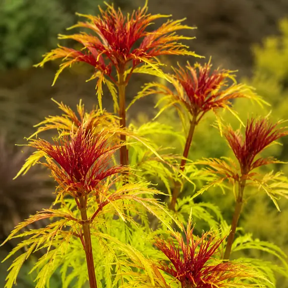 Sambucus racemosa 'Sutherland Gold' - image 1