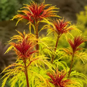 Sambucus racemosa 'Sutherland Gold' - image 1