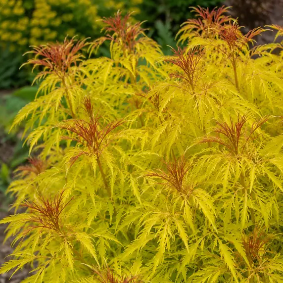 Sambucus racemosa 'Sutherland Gold' - image 2