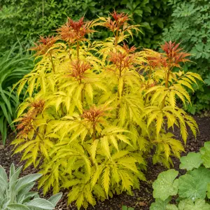 Sambucus racemosa 'Sutherland Gold' - image 3