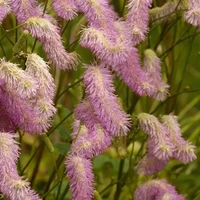 Sanguisorba