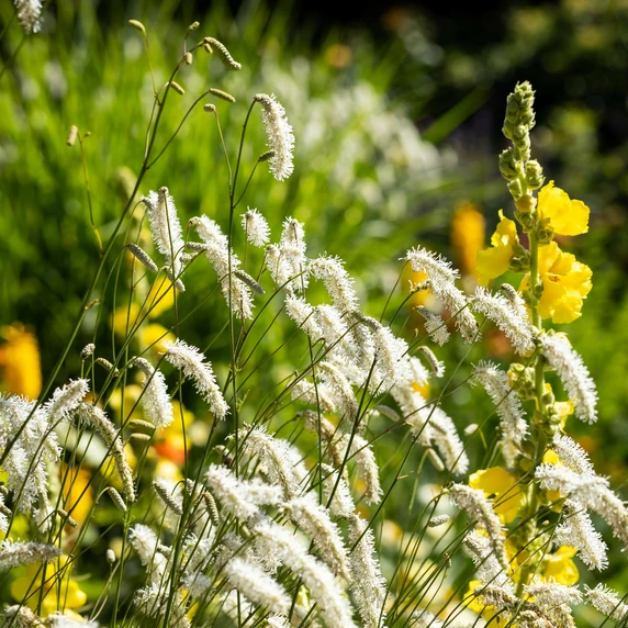 Sanguisorba 'All Time High'