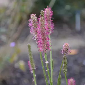 Sanguisorba 'Blackthorn' 3L