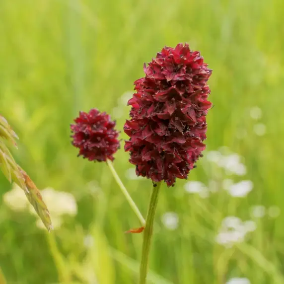 Sanguisorba 'Crimson Queen' 3L