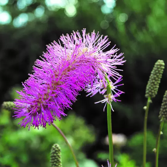 Sanguisorba 'Lilac Squirrel'