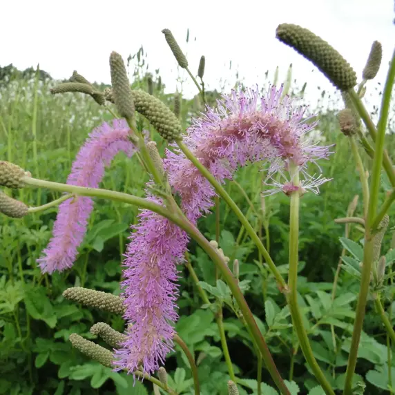 Sanguisorba 'Pink Brushes' 1L - image 2