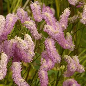 Sanguisorba 'Pink Brushes' 1L - image 1