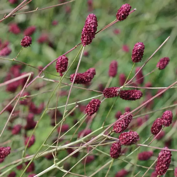 Sanguisorba 'Proud Mary' 3L