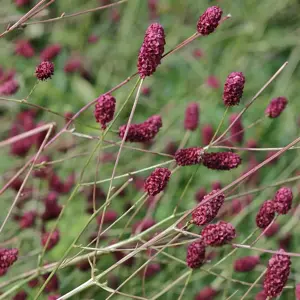 Sanguisorba 'Proud Mary' 3L
