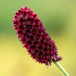 Sanguisorba officinalis 'Red Sunset' - image 2