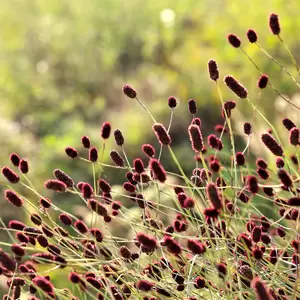 Sanguisorba officinalis 'Tanna' 1L