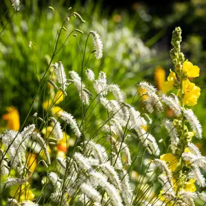 Sanguisorba 'White Brushes' 3L
