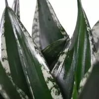 Sansevieria