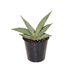 Sansevieria cylindrica 'Almond Silver' 12cm