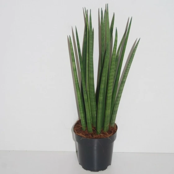 Sansevieria bacularis