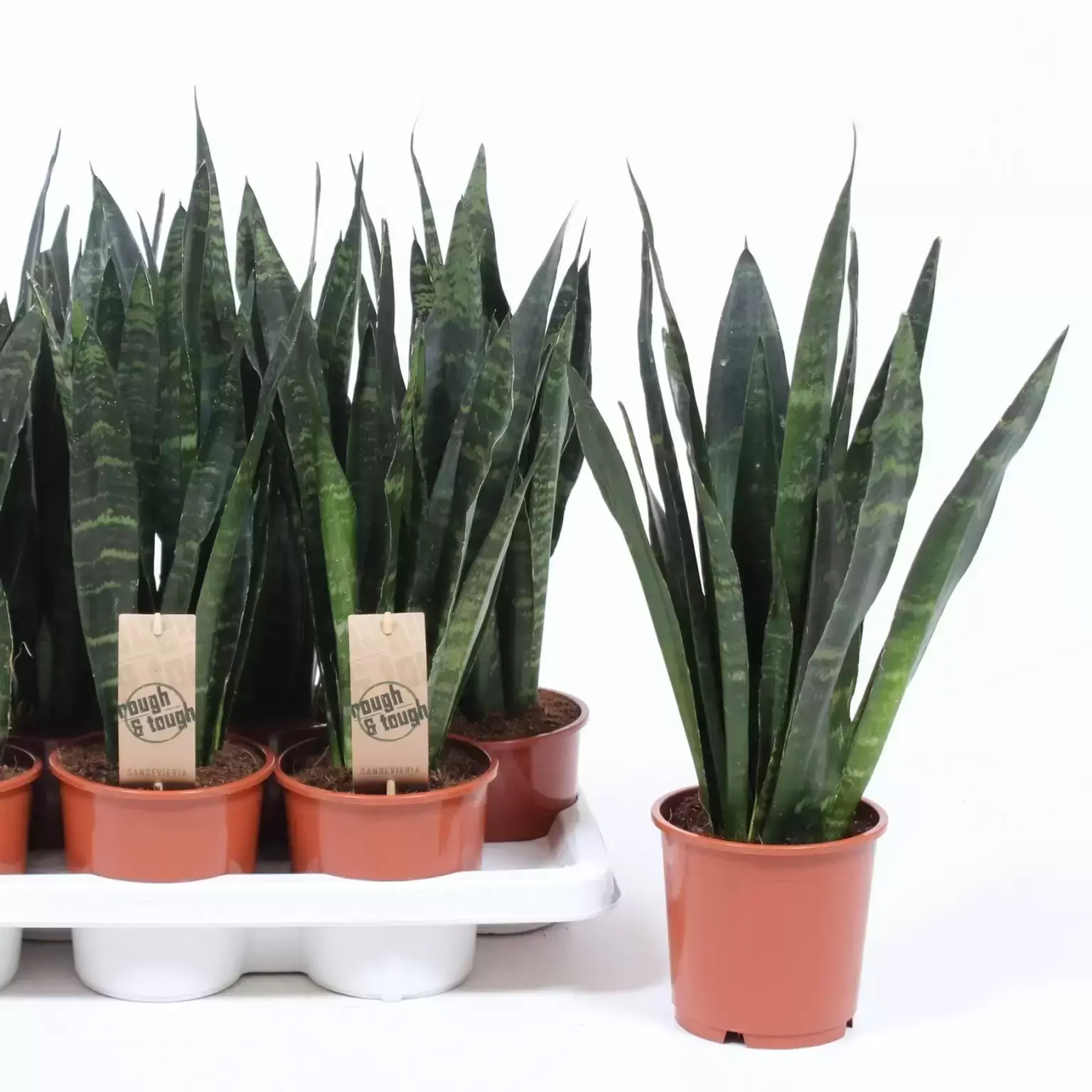 Sansevieria Trifasciata Black Coral 14cm Cowell S Garden Centre Woolsington