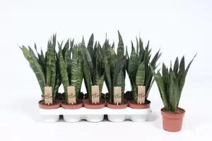 Sansevieria trifasciata 'Black Coral' 12cm