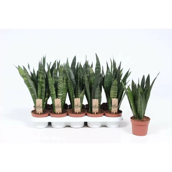 Sansevieria trifasciata 'Black Coral' 12cm
