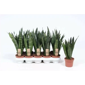 Sansevieria 'Black Coral'
