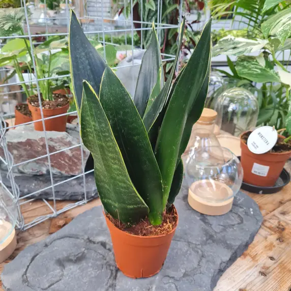 Sansevieria 'Black Diamond' 14cm - image 1