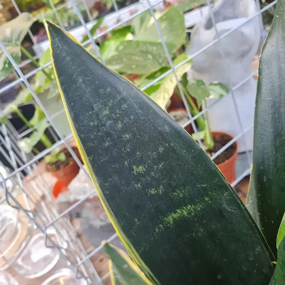 Sansevieria 'Black Diamond' 14cm - image 2
