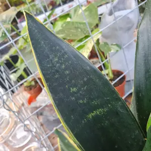 Sansevieria 'Black Diamond' 14cm - image 2