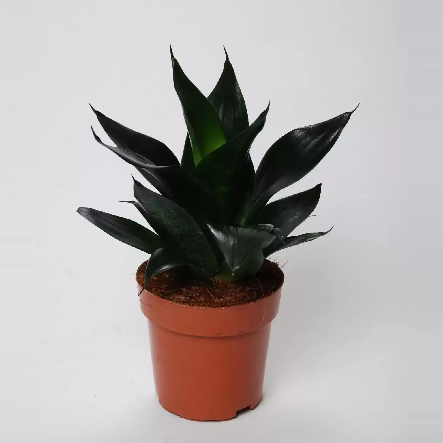 Sansevieria Trifasciata Black Dragon Cowell S Garden Centre Woolsington