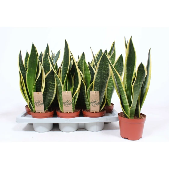 Sansevieria trifasciata 'Black Superba'