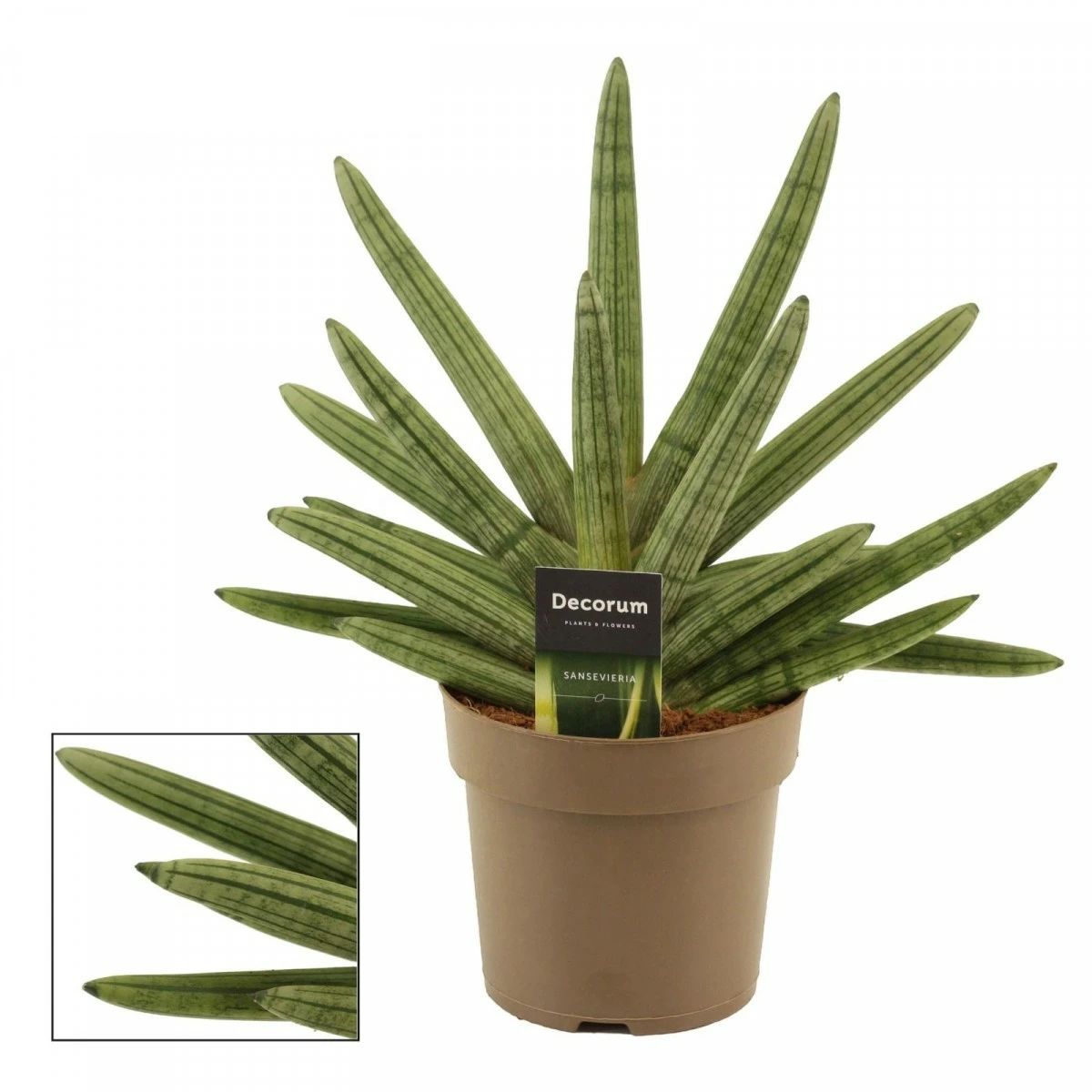 dolphin succulent plant String of Dolphins (Senecio Peregrinus) main image 1