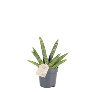 Sansevieria boncellensis 11cm