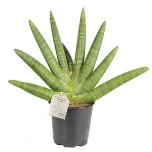 Sansevieria boncellensis 17cm