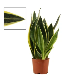 Sansevieria trifasciata 'Canary' 9cm