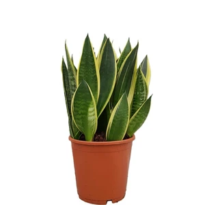 Sansevieria trifasciata 'Canary' 21cm - image 1