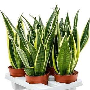 Sansevieria trifasciata 'Canary'