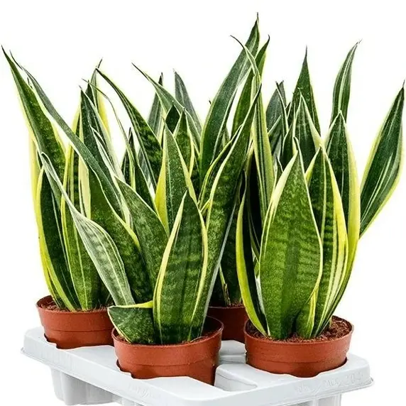 Sansevieria trifasciata 'Canary' 14cm - image 1