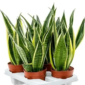 Sansevieria trifasciata 'Canary' 14cm