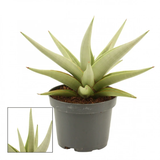 Sansevieria 'Chanin Crown' 9cm