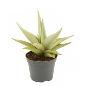 Sansevieria 'Chanin Crown' 6cm