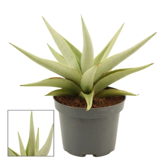 Sansevieria 'Chanin Crown' 12cm