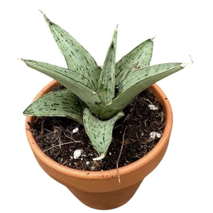 Sansevieria 'Cinta' - image 2