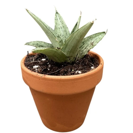 Sansevieria 'Cinta' - image 1