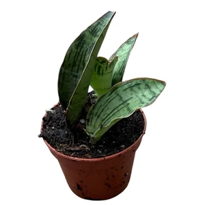 Sansevieria 'Cleopatra' - image 1