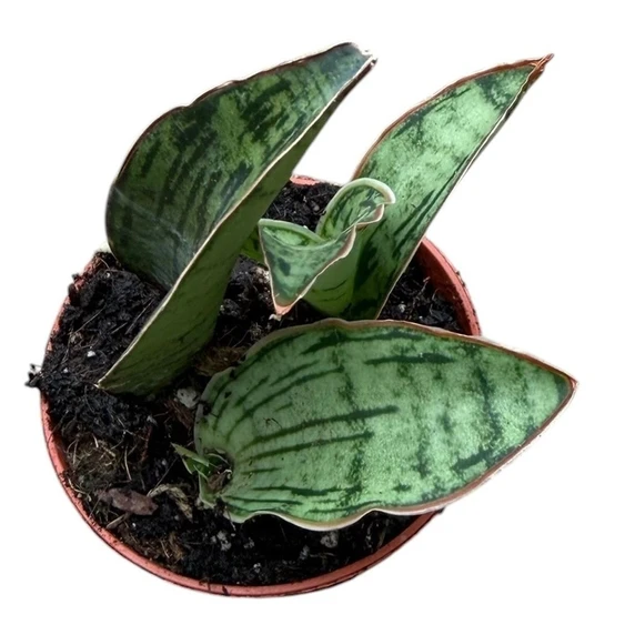 Sansevieria 'Cleopatra' - image 2