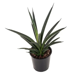 Sansevieria 'Comet Amazon Green' - image 1