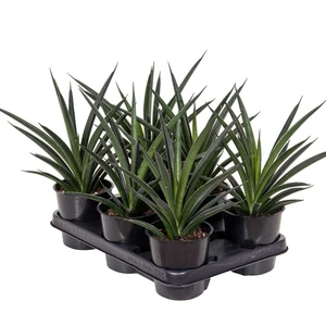 Sansevieria 'Comet Amazon Green' - image 2