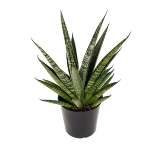 Sansevieria 'Comet Queen Marble' 12cm - image 3